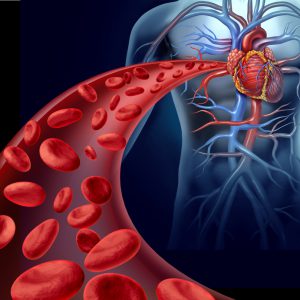 Heart blood health with red cells flowing through three dimensional veins from the human circulatory system representing a medical health care symbol of cardiology and cardiovascular fitness.